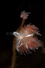 Coryphella monicae
