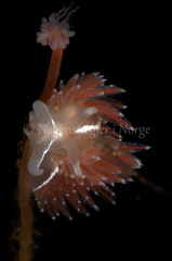 Coryphella monicae
