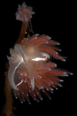 Coryphella monicae