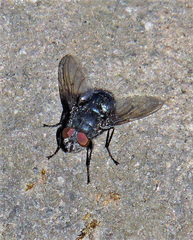 Calliphora nigribasis
