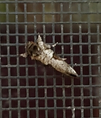 Acrolophus piger