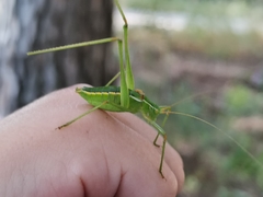 Odontura glabricauda