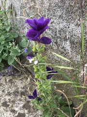 Salvia viridis