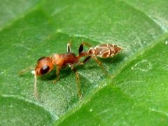 Pseudomyrmex tenuis