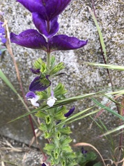 Salvia viridis