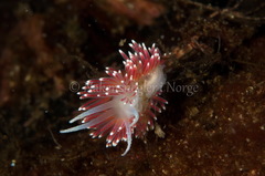 Carronella pellucida