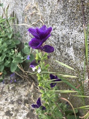 Salvia viridis