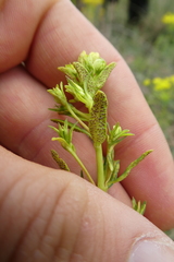 Uromyces pisi-sativi