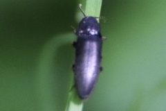 Eucnemis capucina
