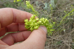 Uromyces pisi-sativi