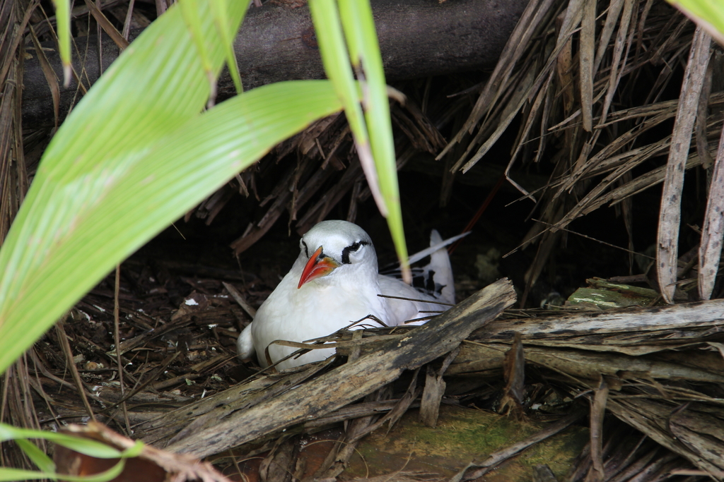 Red-tailed tropicbird in Aitutaki, Cook Islands, iNaturalist research-grade observation