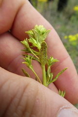 Uromyces pisi-sativi