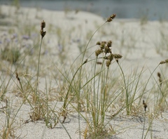 Carex sabulosa