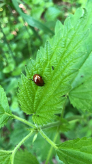 Chrysolina polita