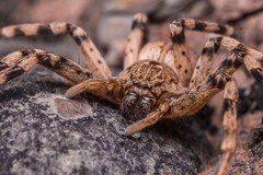 Eusparassus levantinus