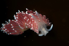 Carronella pellucida