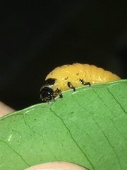 Podontia affinis