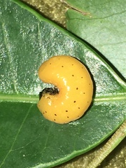 Podontia affinis