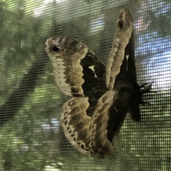 Callosamia angulifera