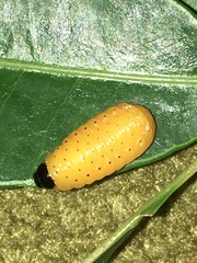 Podontia affinis