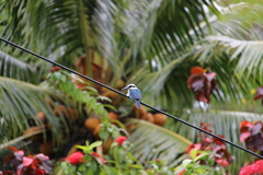 Todiramphus tutus atiu