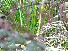 Poodytes punctatus vealeae