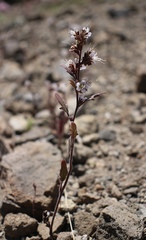 Phacelia stebbinsii