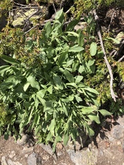 Valeriana cardamines