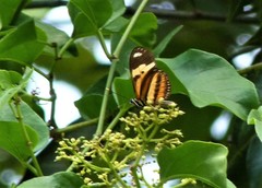 Eueides isabella