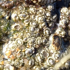 Chthamalus dentatus