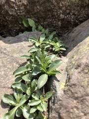 Valeriana cardamines