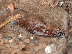 Ulvaria subbifurcata