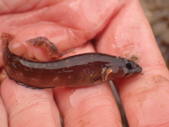 Ulvaria subbifurcata