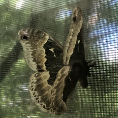 Callosamia angulifera