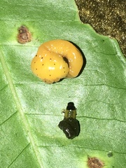 Podontia affinis