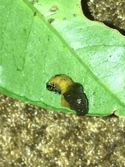 Podontia affinis
