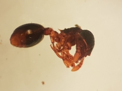 Myrmecina graminicola