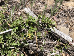 Ceanothus × flexilis