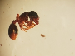 Myrmecina graminicola