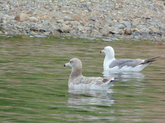 Larus crassirostris