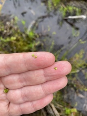 Carex atlantica