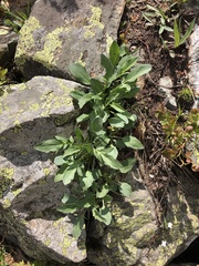 Valeriana cardamines