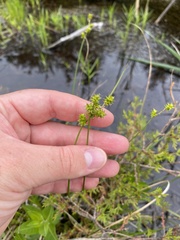 Carex atlantica