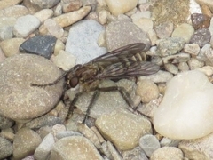 Lasiopogon