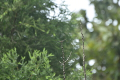 Gomphidia kodaguensis