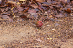 Lagonosticta senegala