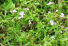 Chioides