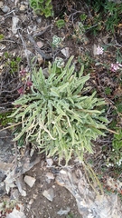 Matthiola perennis