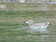 Larus crassirostris