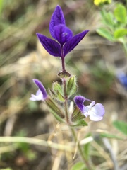 Salvia viridis